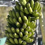 ヴィラ Tropical Paradice イコー・デ・ロス・ビノス