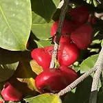 Tropical Paradice
