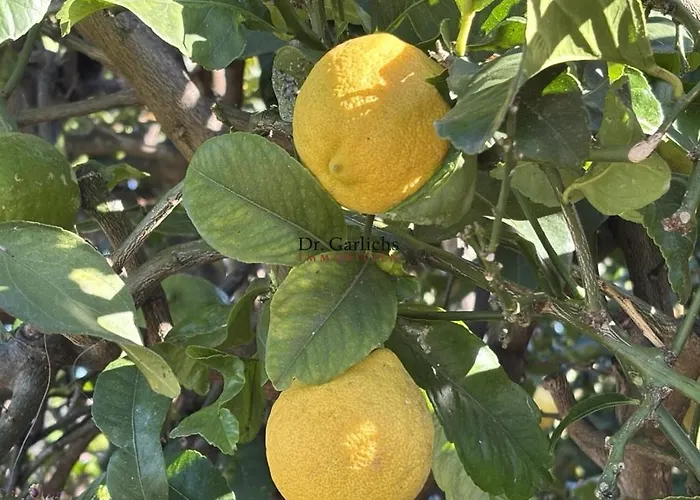 فيلة Tropical Paradice إيكود ذي لوس فينوس