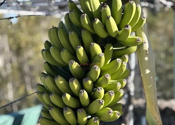 فيلة Tropical Paradice إيكود ذي لوس فينوس