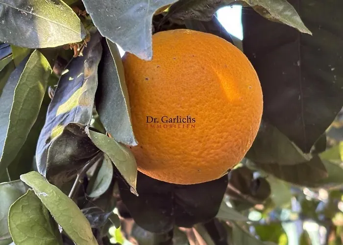 فيلة Tropical Paradice