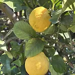 Villa Tropical Paradice Icod De Los Vinos